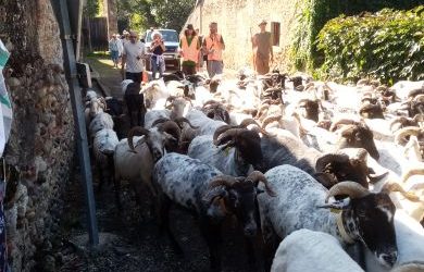 La route de la transhumance 2026