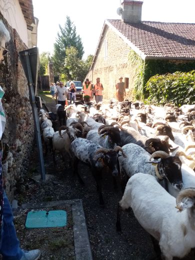 La route de la transhumance 2026